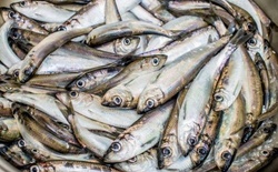 Co jeść nad Bałtykiem? 5 gatunków ryb, które warto spróbować
